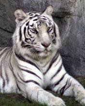 pic for white tiger relaxing